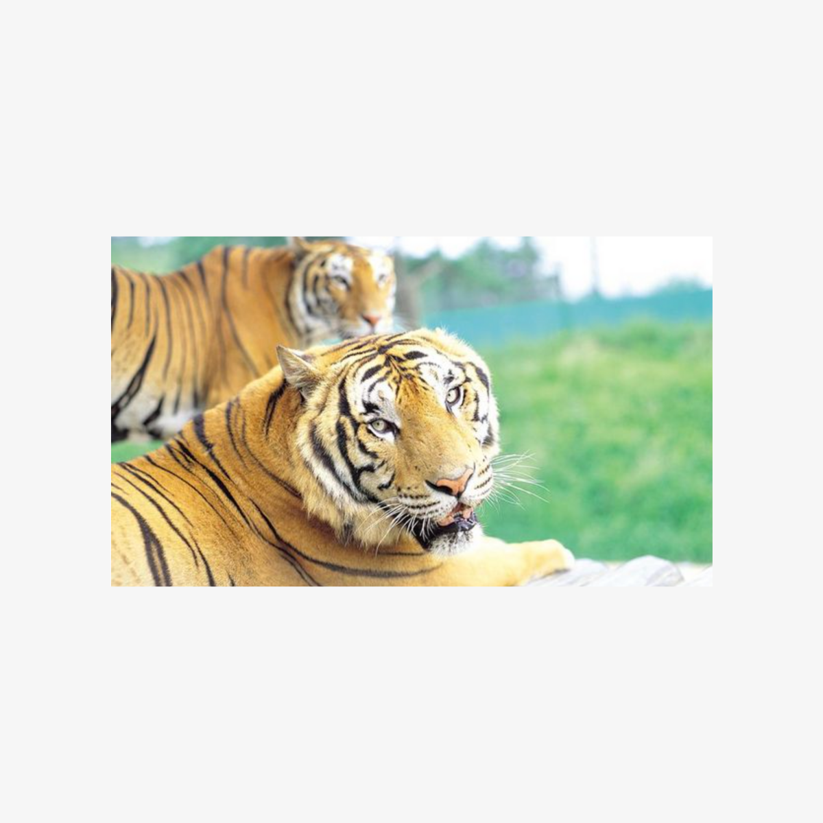 everland-amusement-park-with-free-ride-ticket-2.png-2